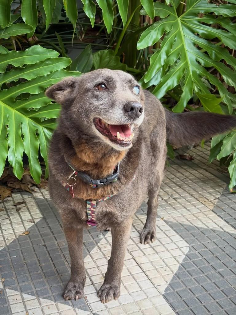 Rum, cadela de porte médio para adoção em São Paulo - SP — foto 4 de 12