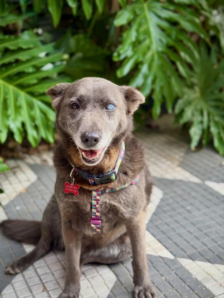 Rum, cadela de porte médio para adoção em São Paulo - SP — foto 5 de 12