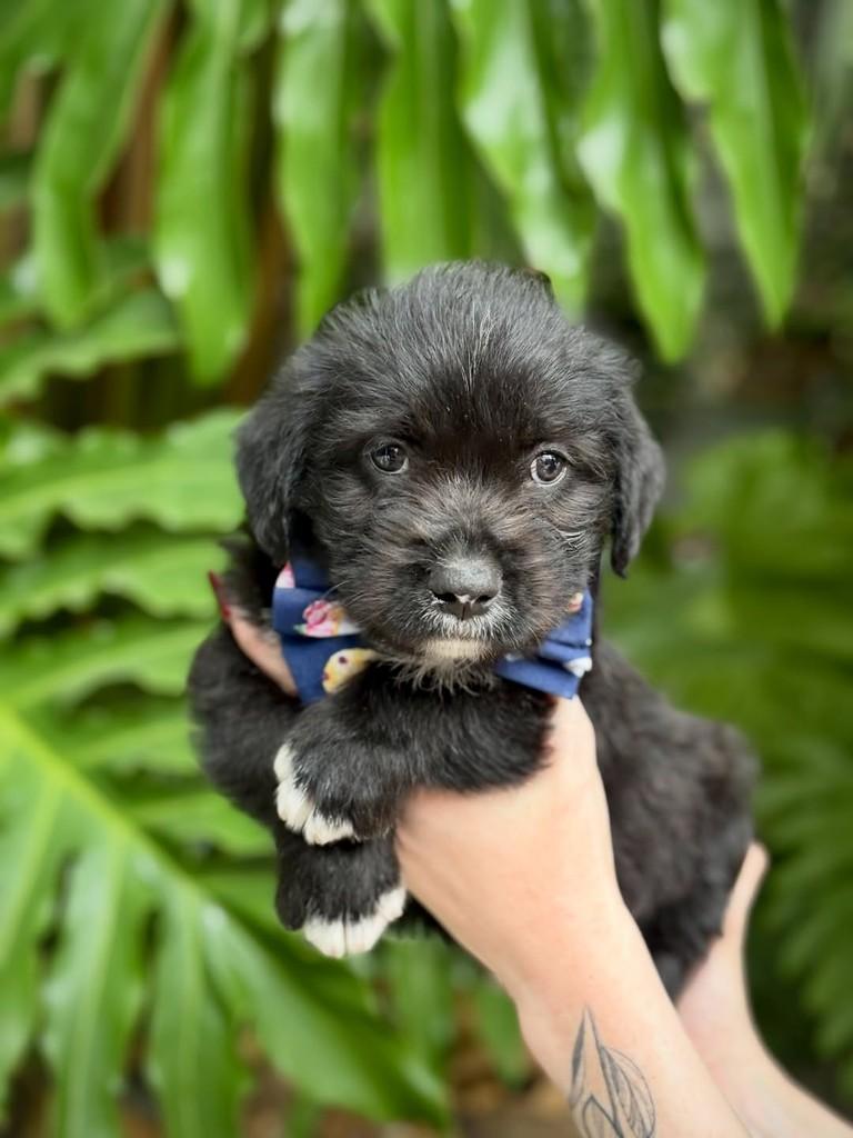 Merlot, cachorro de porte pequeno para adoção em São Paulo - SP