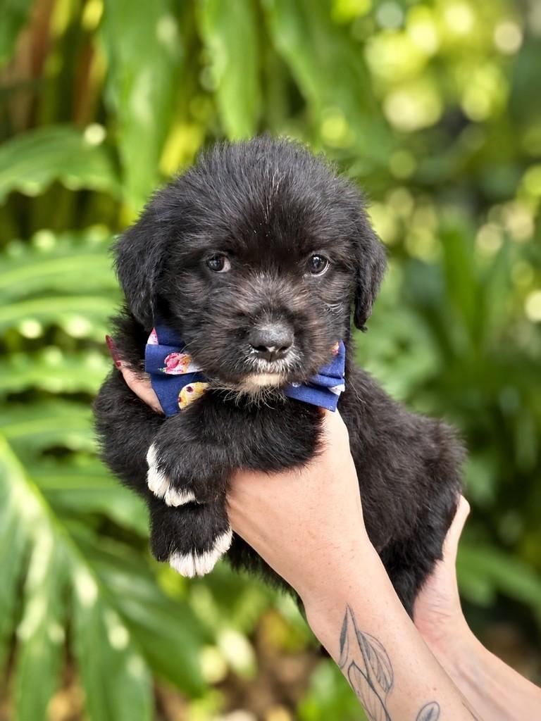 Merlot, cachorro de porte pequeno para adoção em São Paulo - SP — foto 2 de 8