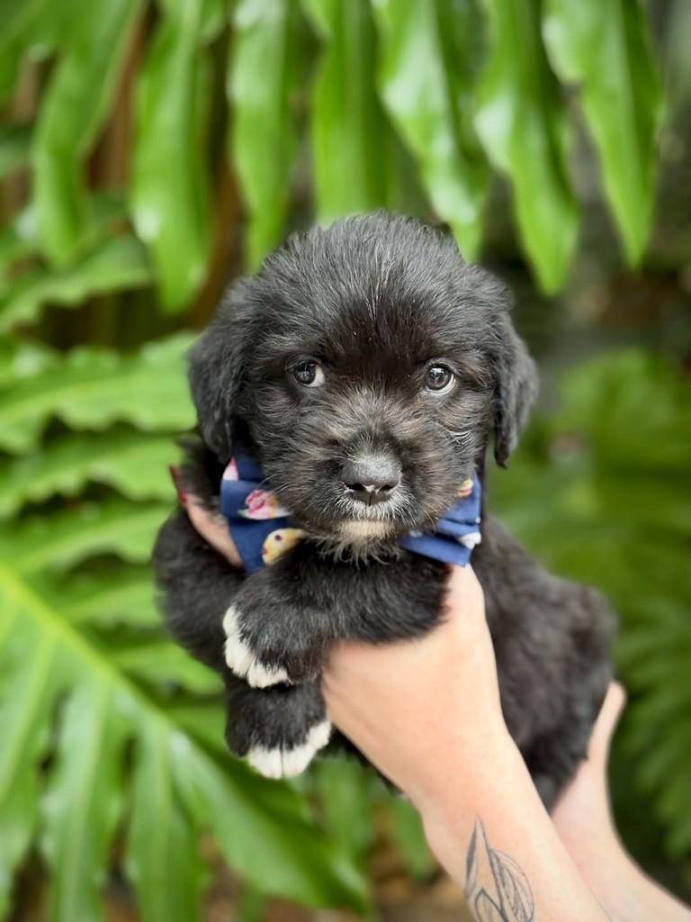 Merlot, cachorro de porte pequeno para adoção em São Paulo - SP — foto 3 de 8
