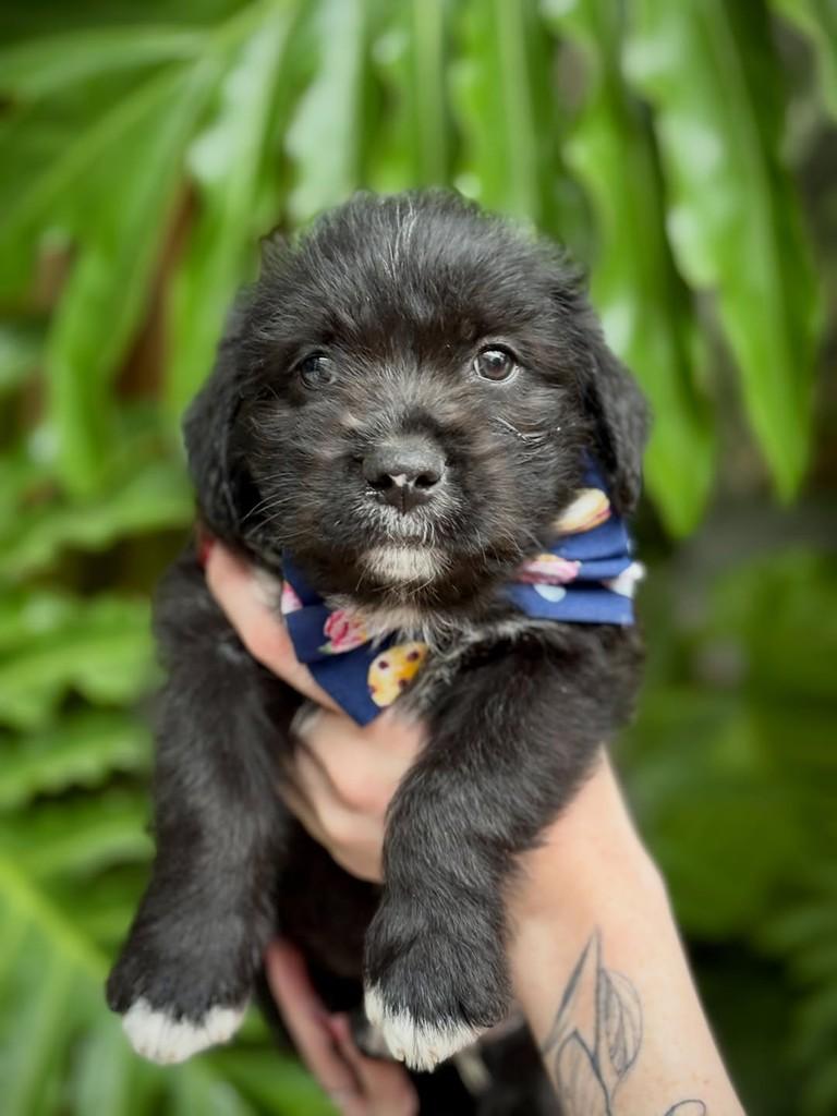 Merlot, cachorro de porte pequeno para adoção em São Paulo - SP — foto 4 de 8