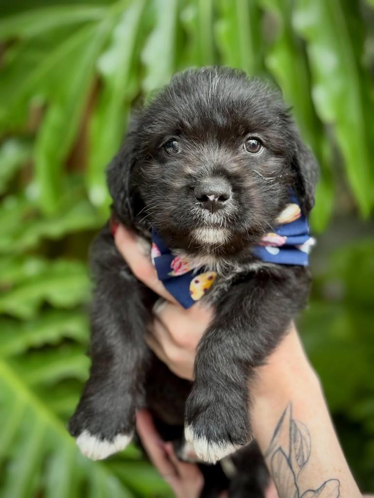 Merlot, cachorro de porte pequeno para adoção em São Paulo - SP — foto 5 de 8