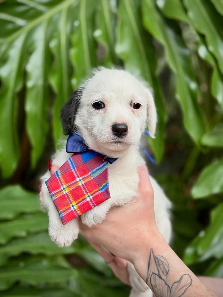 Cabernet, cachorro de porte pequeno para adoção em São Paulo - SP