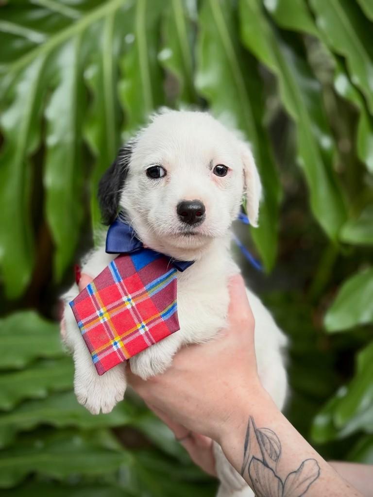 Cabernet, cachorro de porte pequeno para adoção em São Paulo - SP — foto 2 de 7