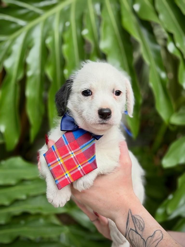 Cabernet, cachorro de porte pequeno para adoção em São Paulo - SP — foto 3 de 7