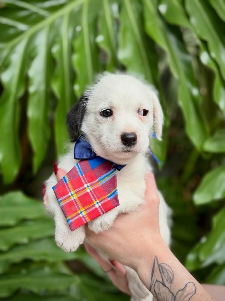 Cabernet, cachorro de porte pequeno para adoção em São Paulo - SP — foto 4 de 7