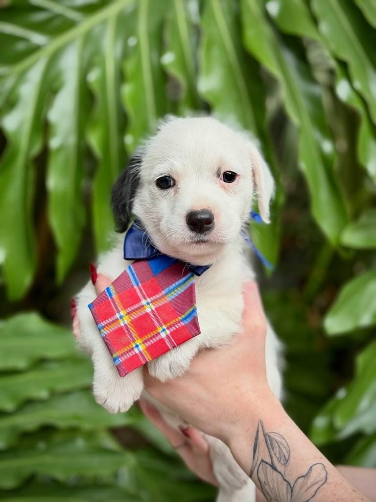 Cabernet, cachorro de porte pequeno para adoção em São Paulo - SP — foto 5 de 7