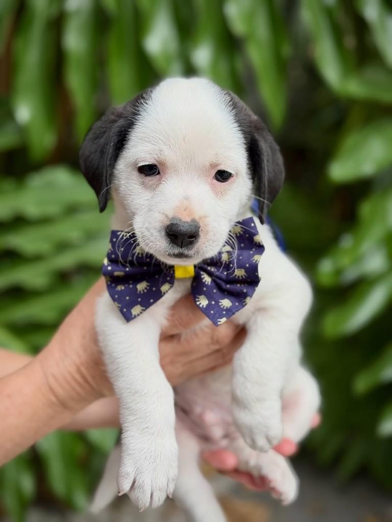 Malbec, cachorro de porte pequeno para adoção em São Paulo - SP