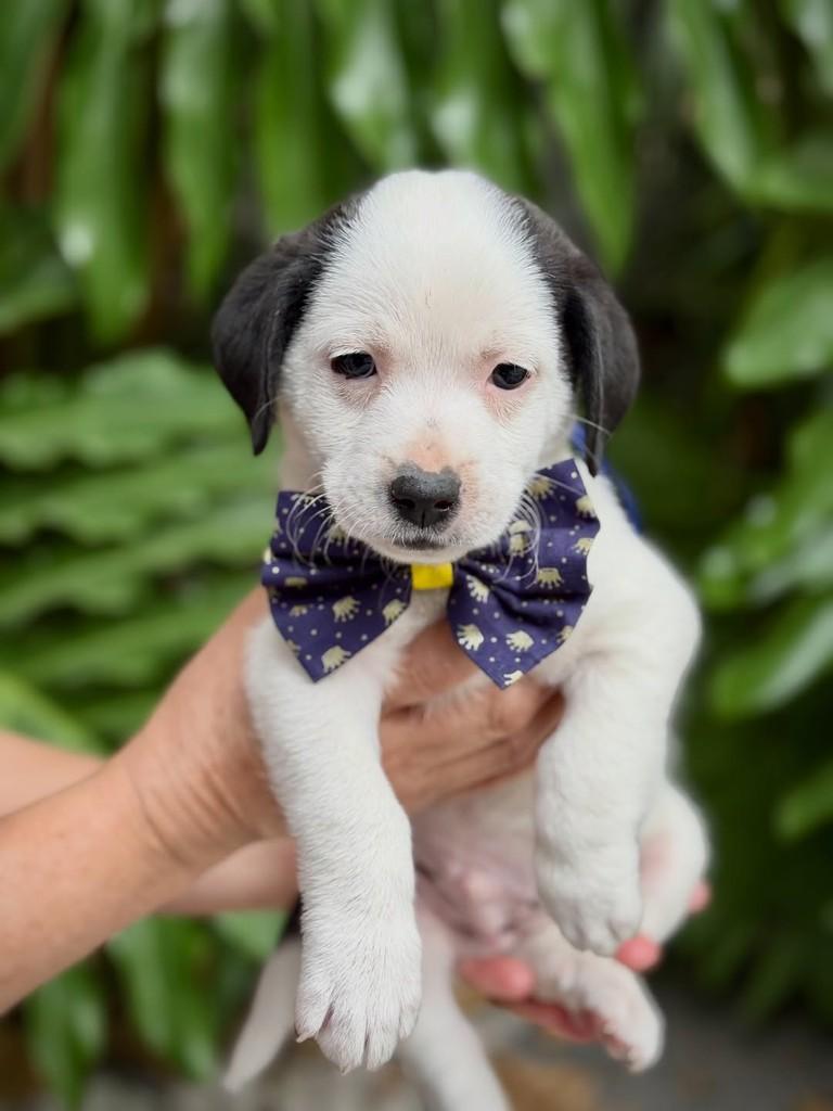 Malbec, cachorro de porte pequeno para adoção em São Paulo - SP — foto 2 de 6
