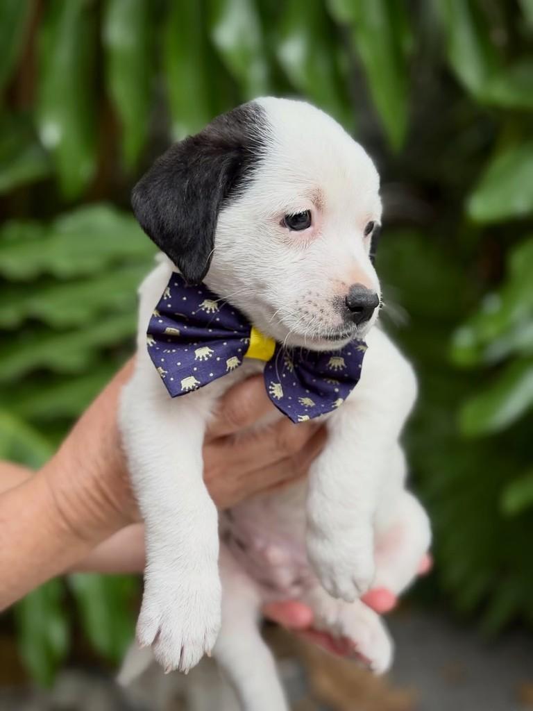 Malbec, cachorro de porte pequeno para adoção em São Paulo - SP — foto 3 de 6