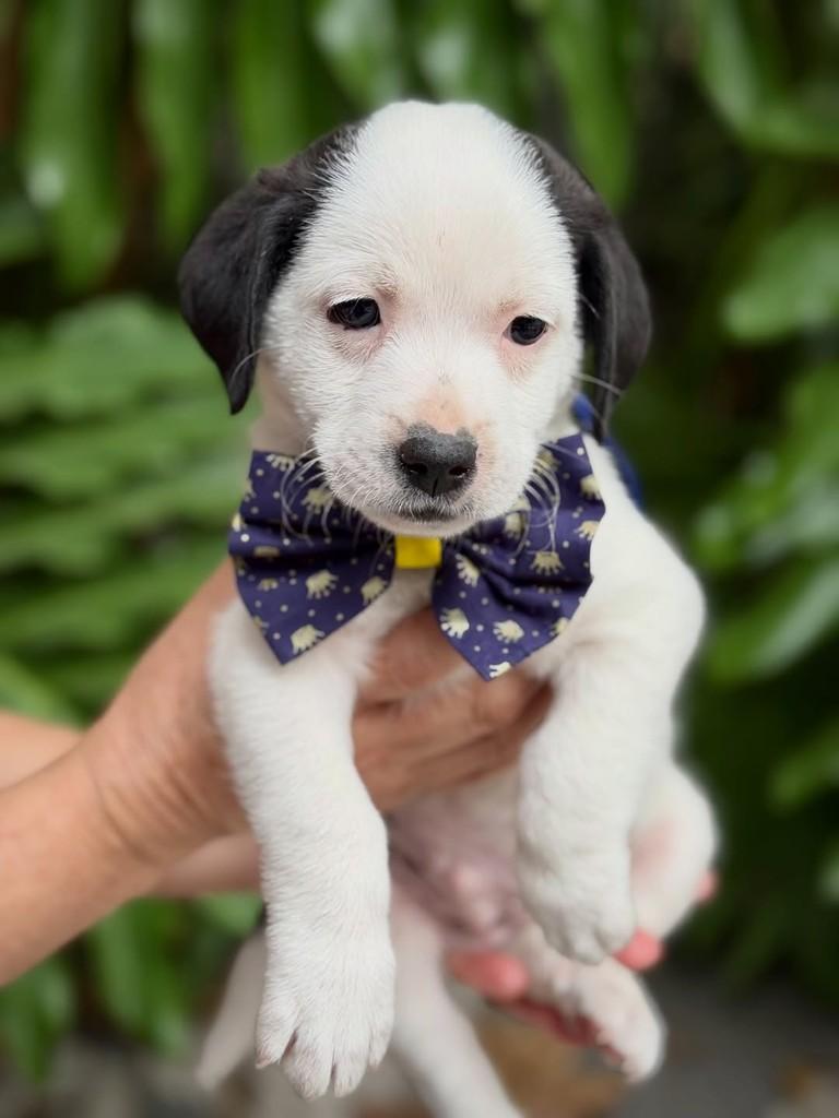 Malbec, cachorro de porte pequeno para adoção em São Paulo - SP — foto 4 de 6