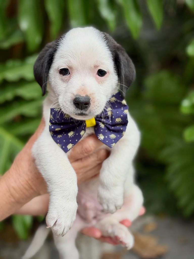 Malbec, cachorro de porte pequeno para adoção em São Paulo - SP — foto 5 de 6