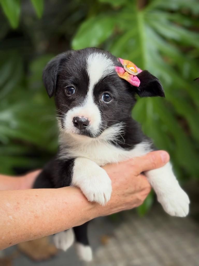 Chardonnay, cadela de porte pequeno para adoção em São Paulo - SP