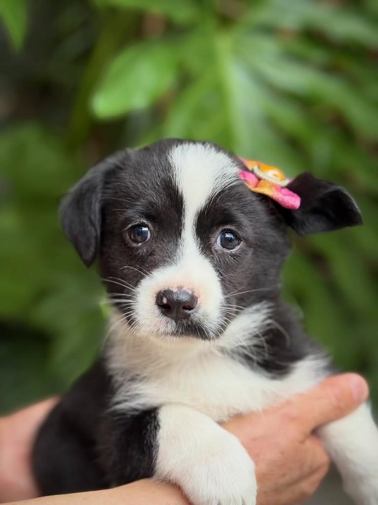 Chardonnay, cadela de porte pequeno para adoção em São Paulo - SP — foto 4 de 8