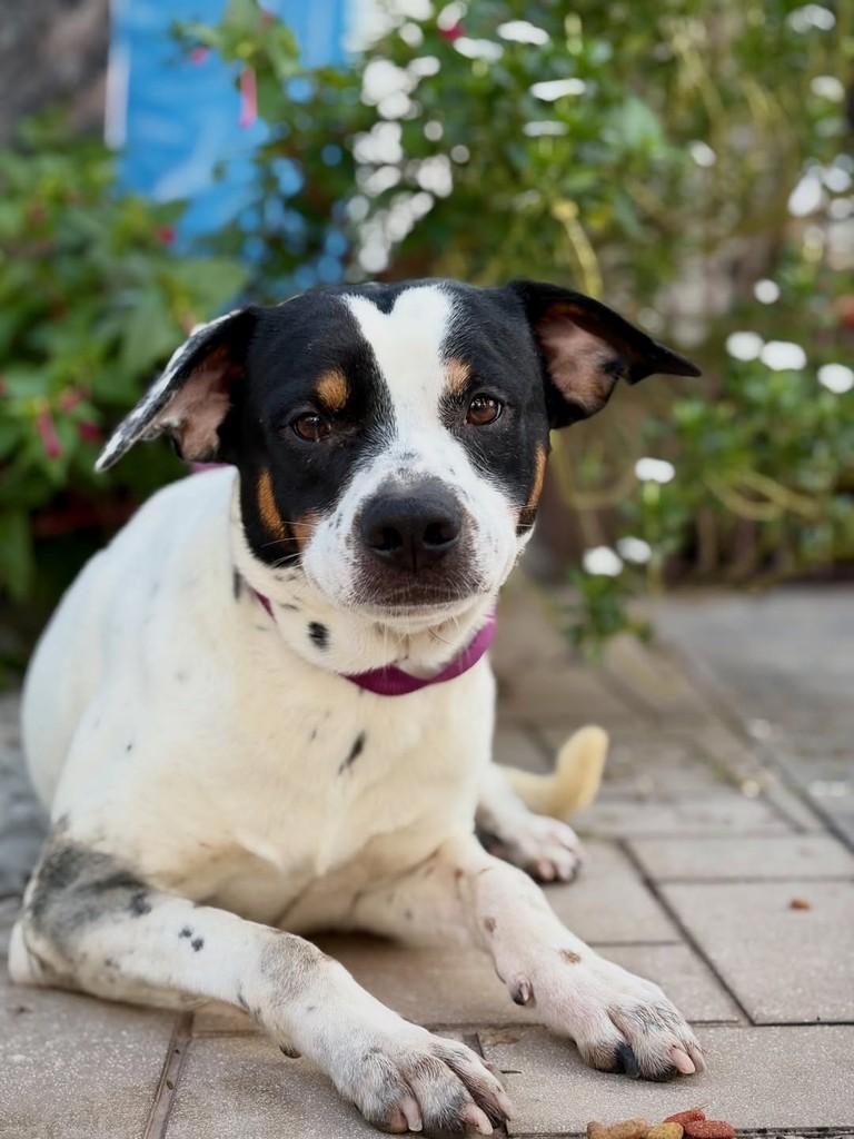 Blackjack, cachorro de porte pequeno para adoção em São Paulo - SP