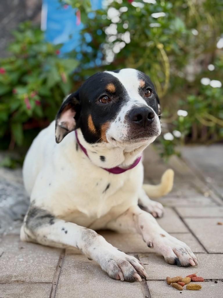 Blackjack, cachorro de porte pequeno para adoção em São Paulo - SP — foto 2 de 13