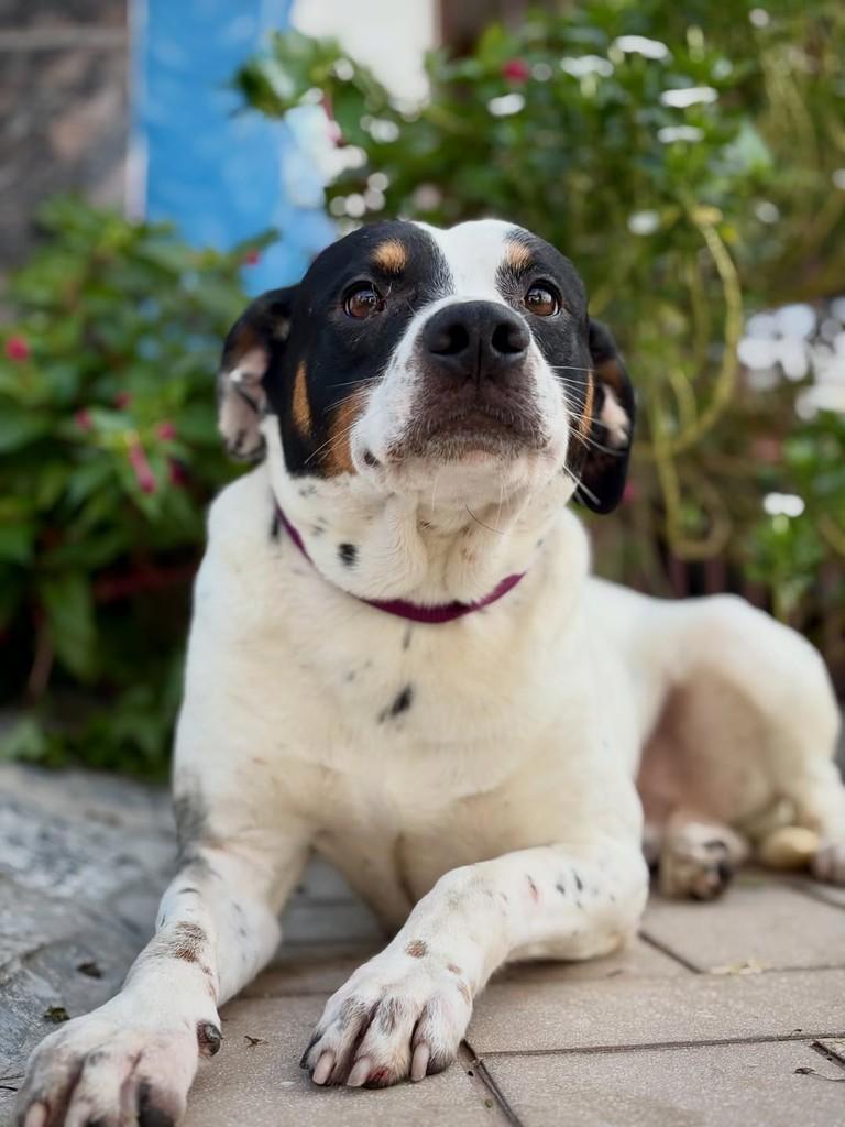 Blackjack, cachorro de porte pequeno para adoção em São Paulo - SP — foto 3 de 13