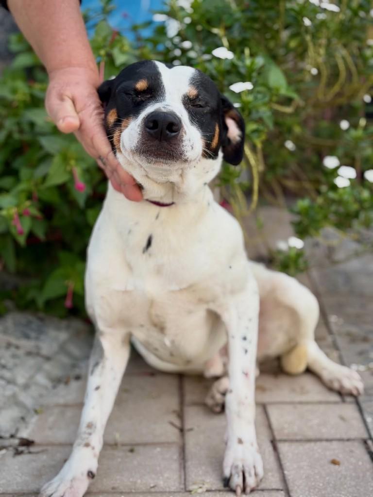 Blackjack, cachorro de porte pequeno para adoção em São Paulo - SP — foto 4 de 13