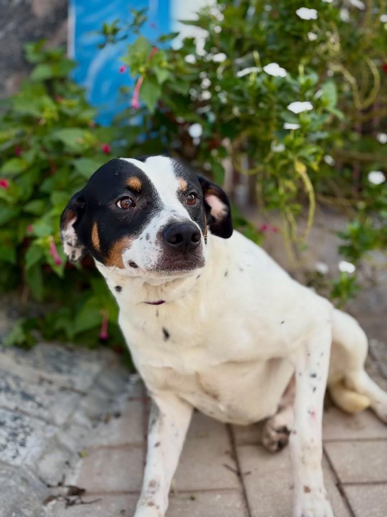 Blackjack, cachorro de porte pequeno para adoção em São Paulo - SP — foto 5 de 13