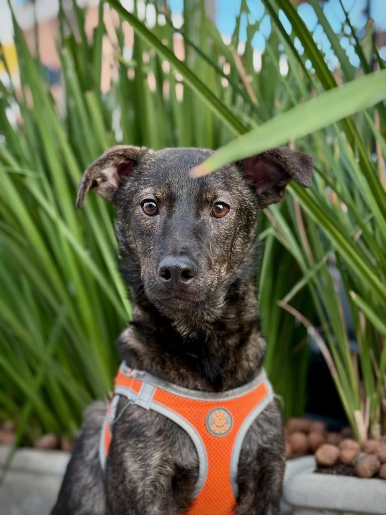 Náutico, cachorro de porte pequeno para adoção em São Paulo - SP