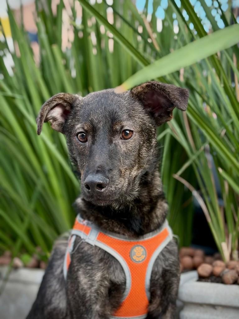 Náutico, cachorro de porte pequeno para adoção em São Paulo - SP — foto 2 de 18