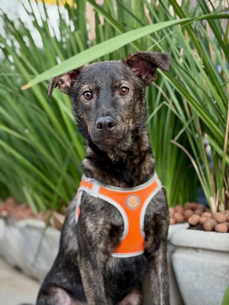 Náutico, cachorro de porte pequeno para adoção em São Paulo - SP — foto 3 de 18