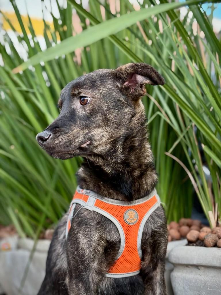 Náutico, cachorro de porte pequeno para adoção em São Paulo - SP — foto 4 de 18