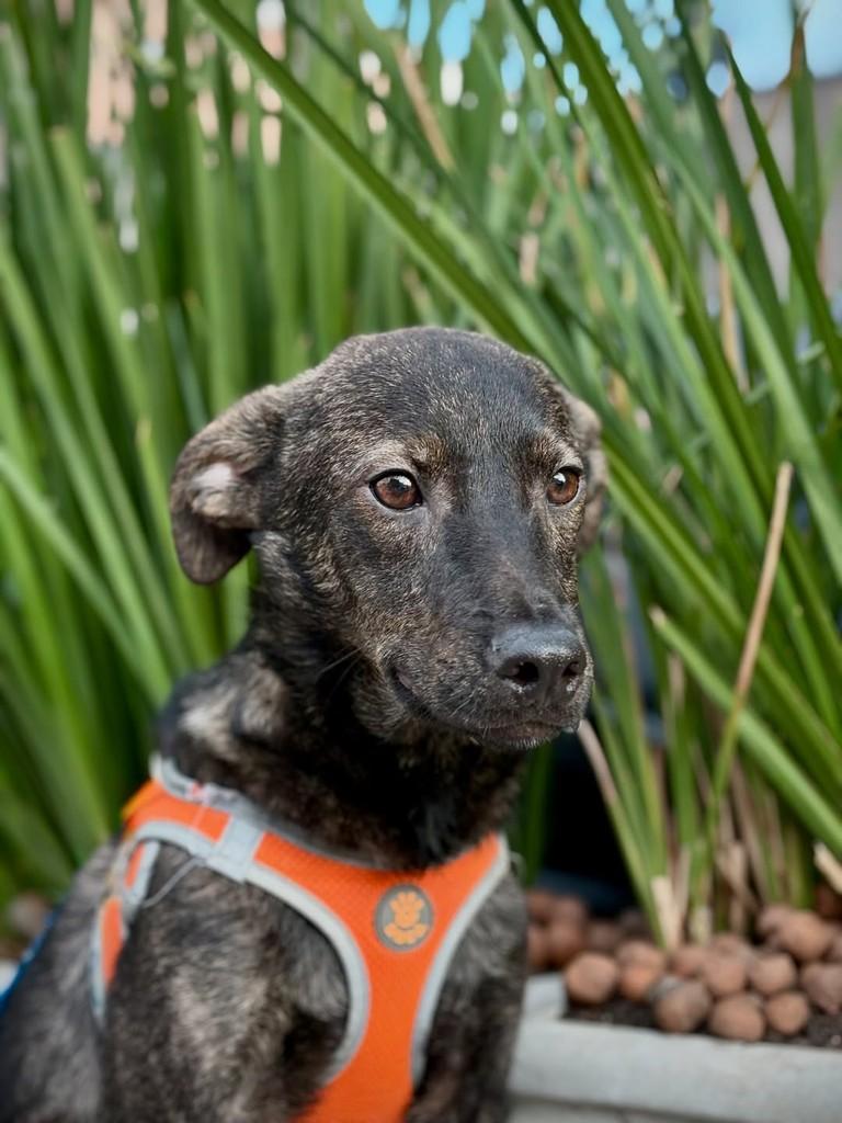 Náutico, cachorro de porte pequeno para adoção em São Paulo - SP — foto 5 de 18