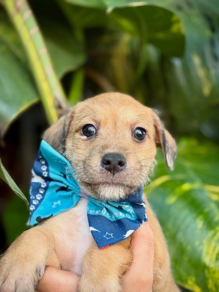 Capeletti, cachorro de porte pequeno para adoção em São Paulo - SP