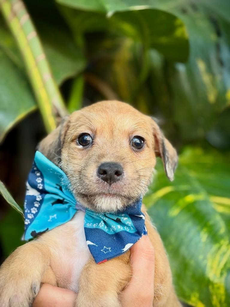 Capeletti, cachorro de porte pequeno para adoção em São Paulo - SP — foto 2 de 11