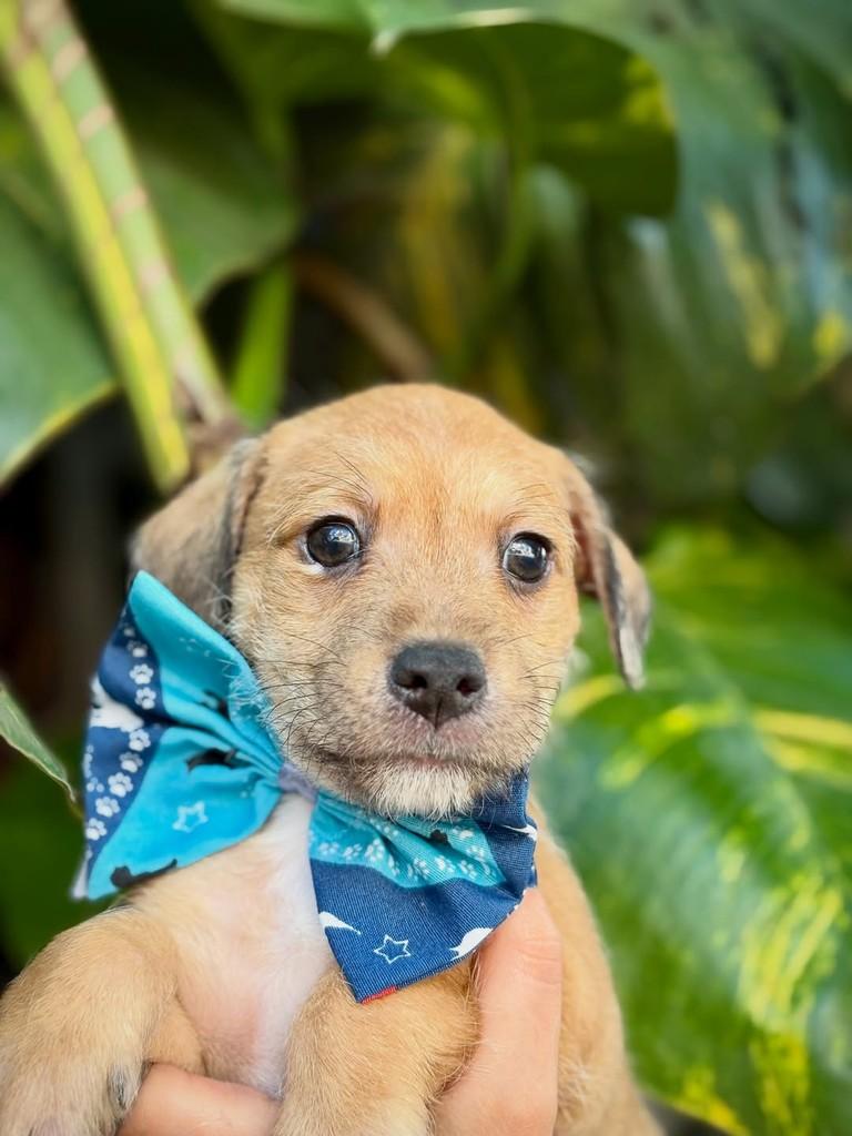 Capeletti, cachorro de porte pequeno para adoção em São Paulo - SP — foto 3 de 11