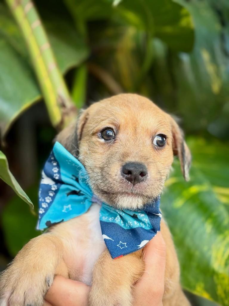 Capeletti, cachorro de porte pequeno para adoção em São Paulo - SP — foto 4 de 11
