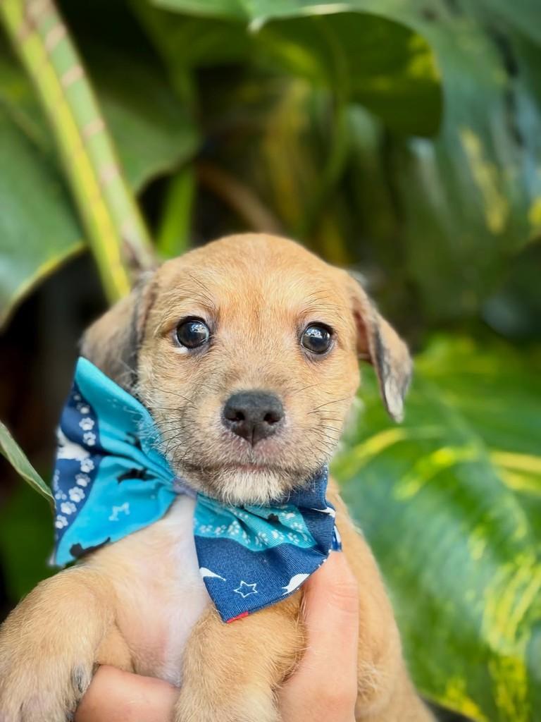 Capeletti, cachorro de porte pequeno para adoção em São Paulo - SP — foto 5 de 11
