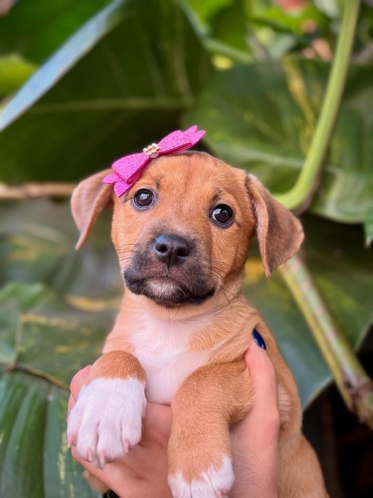 Judy, cadela de porte pequeno para adoção em São Paulo - SP