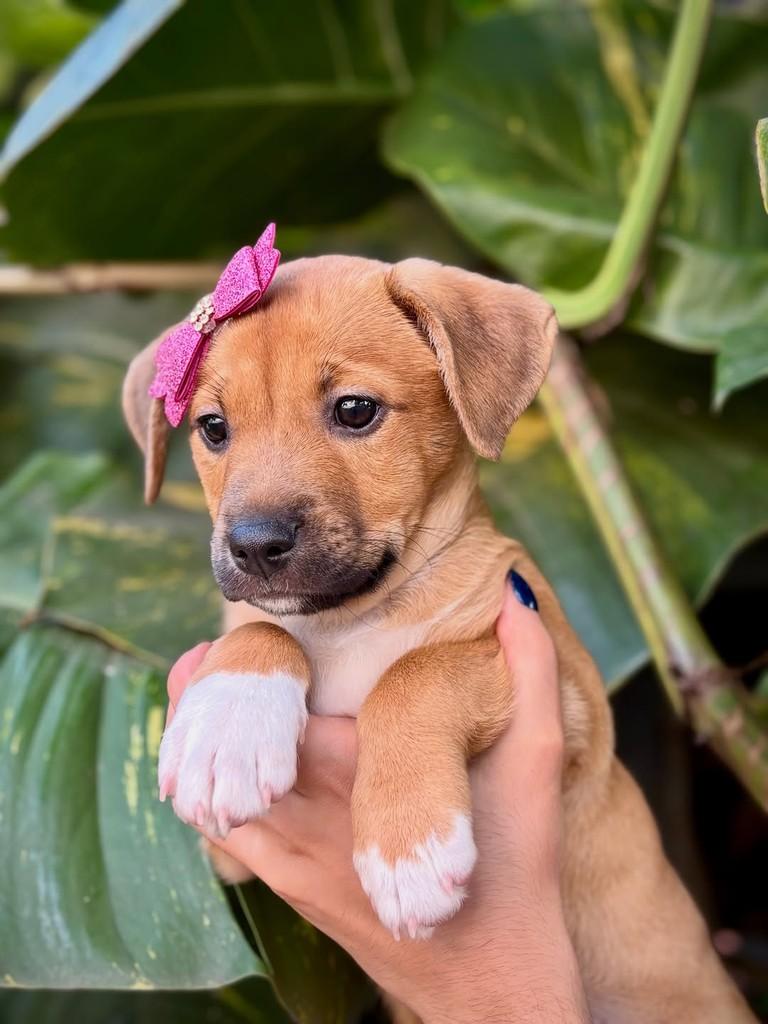 Judy, cadela de porte pequeno para adoção em São Paulo - SP — foto 3 de 6