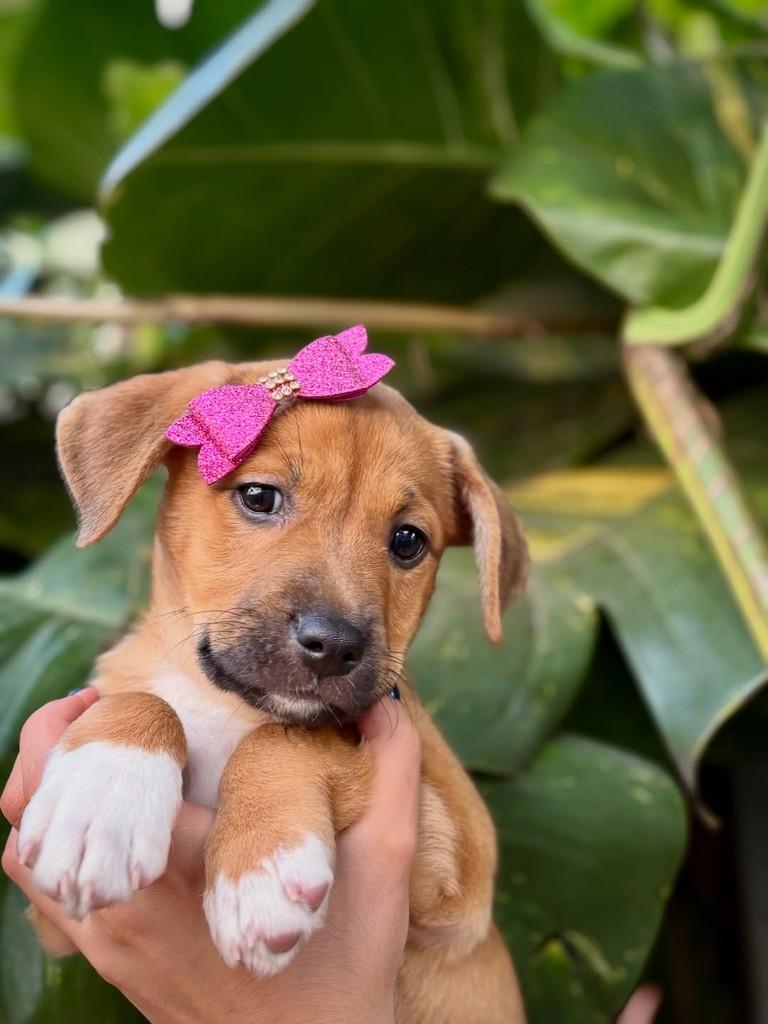 Judy, cadela de porte pequeno para adoção em São Paulo - SP — foto 4 de 6