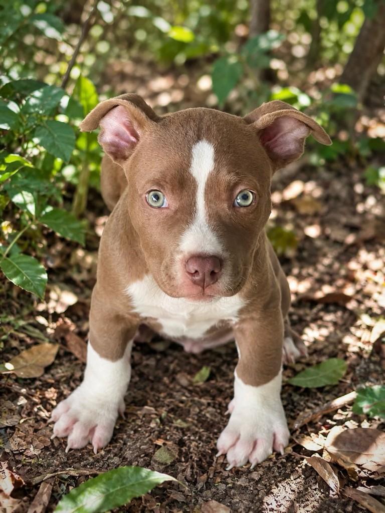 Tibu, cachorro de porte médio para adoção em São Paulo - SP