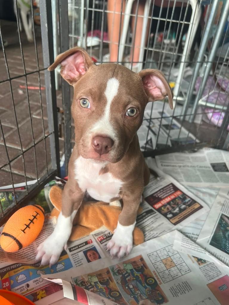 Tibu, cachorro de porte médio para adoção em São Paulo - SP — foto 2 de 7