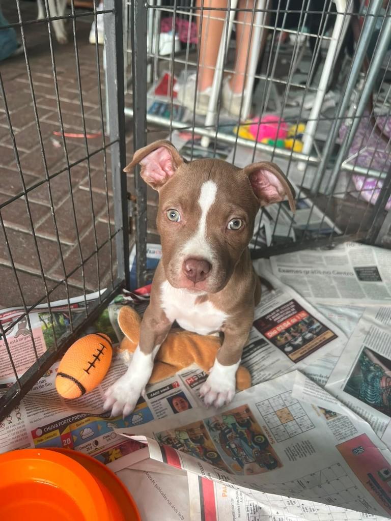 Tibu, cachorro de porte médio para adoção em São Paulo - SP — foto 3 de 7