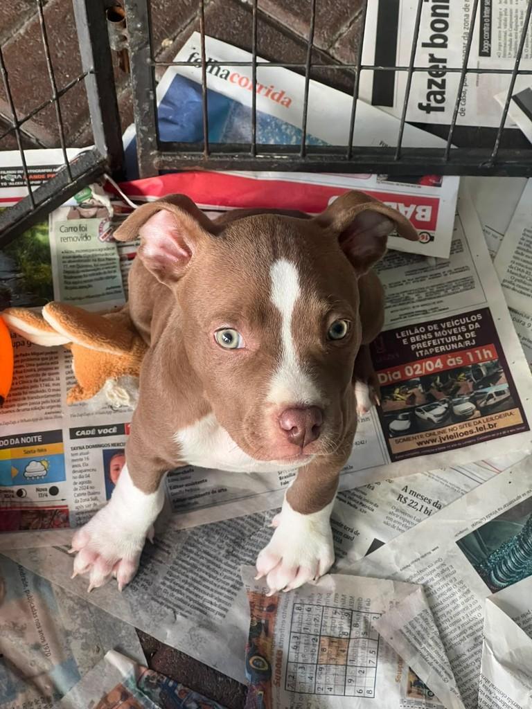Tibu, cachorro de porte médio para adoção em São Paulo - SP — foto 4 de 7