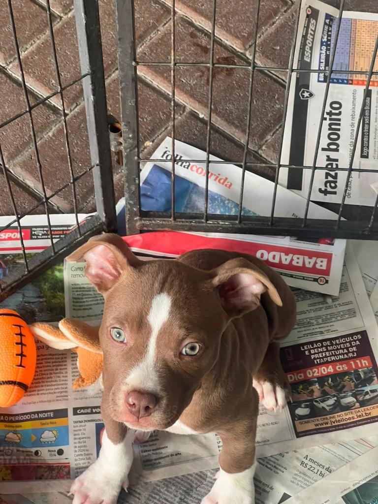 Tibu, cachorro de porte médio para adoção em São Paulo - SP — foto 5 de 7