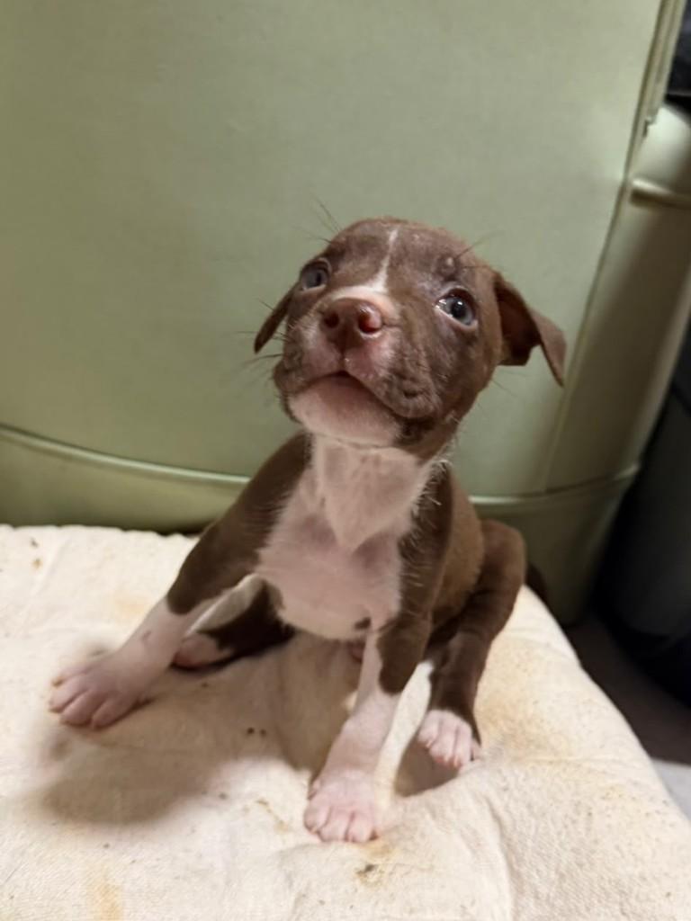 Malte, cachorro de porte pequeno para adoção em São Paulo - SP — foto 2 de 8
