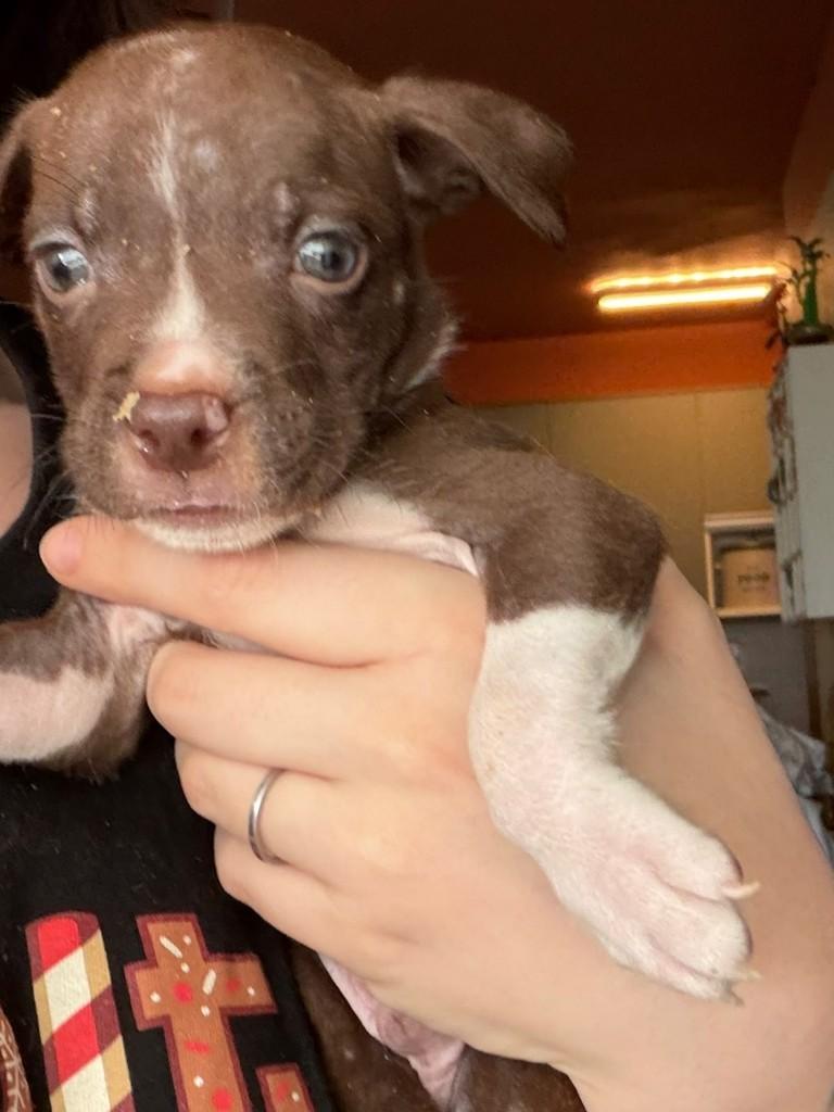 Malte, cachorro de porte pequeno para adoção em São Paulo - SP — foto 4 de 8