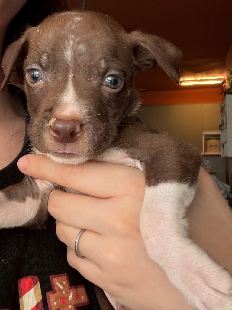 Malte, cachorro de porte pequeno para adoção em São Paulo - SP — foto 5 de 8