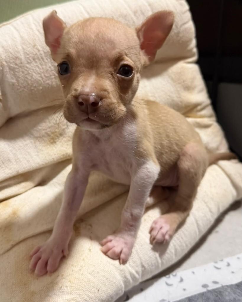Pilsen, cadela de porte pequeno para adoção em São Paulo - SP — foto 2 de 5