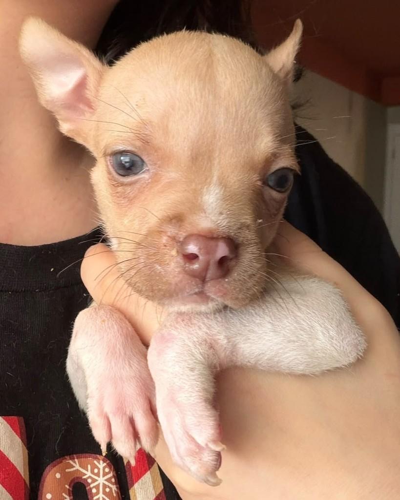Pilsen, cadela de porte pequeno para adoção em São Paulo - SP — foto 5 de 5