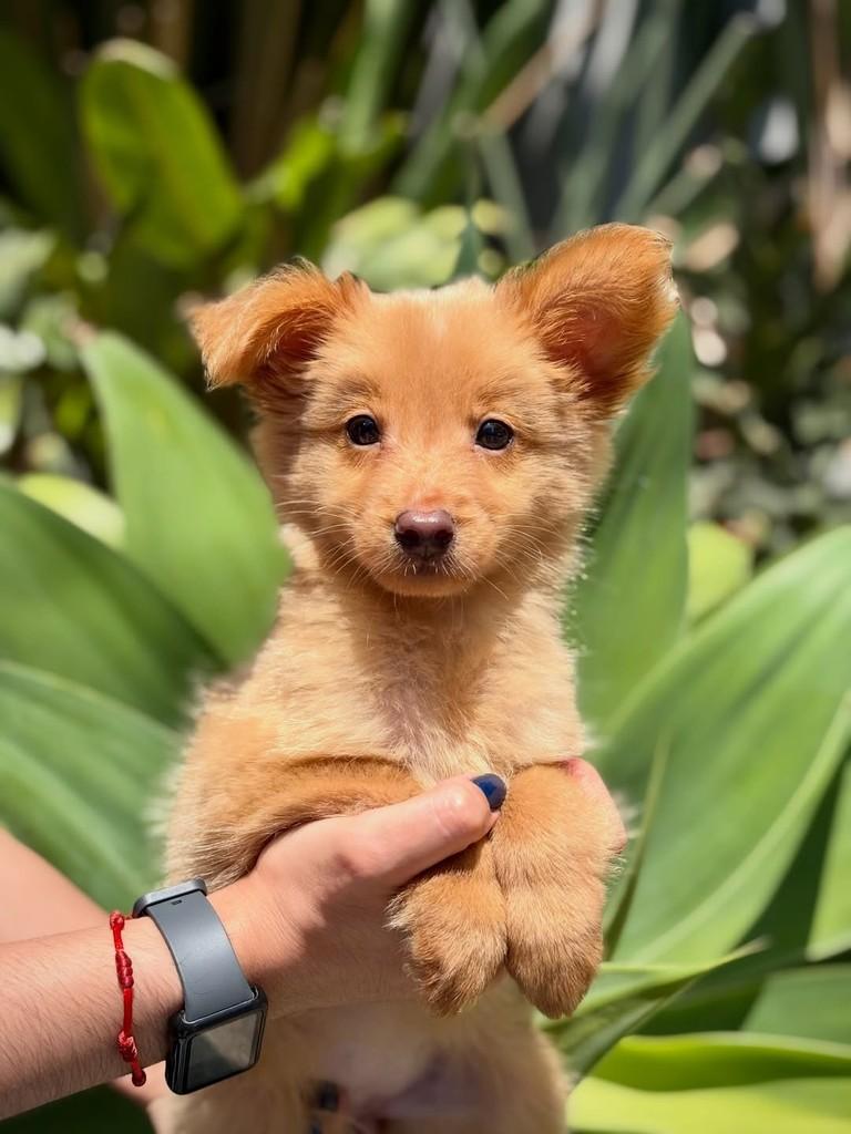 Ginevra, cadela de porte pequeno para adoção em São Paulo - SP — foto 2 de 10