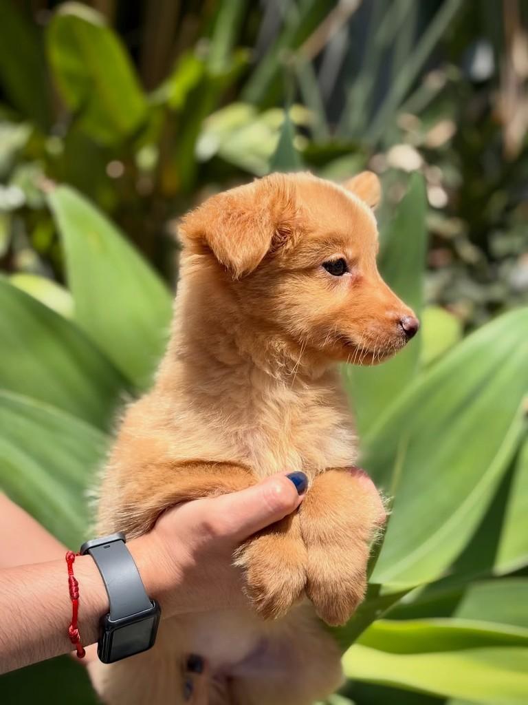 Ginevra, cadela de porte pequeno para adoção em São Paulo - SP — foto 3 de 10
