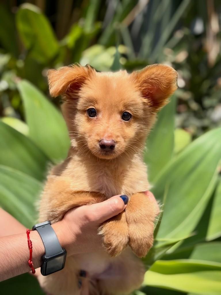 Ginevra, cadela de porte pequeno para adoção em São Paulo - SP — foto 4 de 10